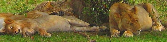 Éductour de Voyages Cassis au Kenya , du 25 avril au 3 mai  2007