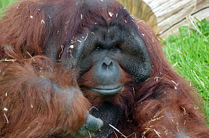 Entrée gratuite au zoo pour les roux