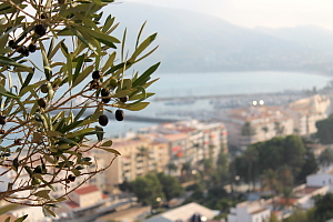 Une branche d’Olivier dans les hauteurs du village Altea.