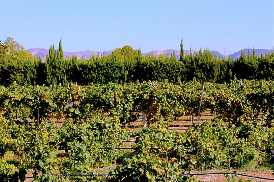 Quelques vignes au soleil.