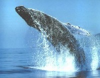 C'est la saison des baleines sur la côte pacifique du Mexique.