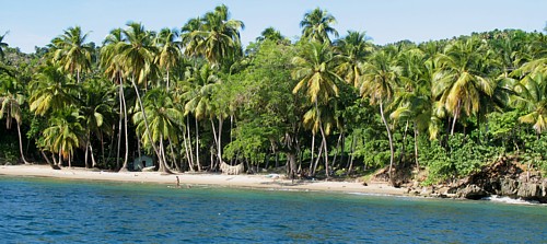 La péninsule de Samana est recouverte de millions de cocotiers.