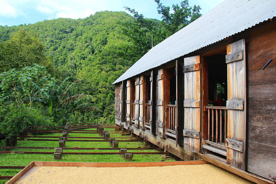 L'habitation La Grivelière a repris la production de café