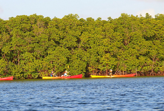 Du kayak dans la mangrove du Grand Cul-de-sac marin Du kayak dans la mangrove du Grand Cul-de-sac marin