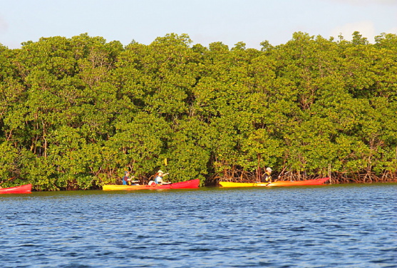 Du kayak dans la mangrove du Grand Cul-de-sac marin