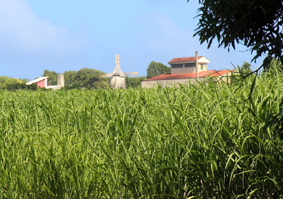 Marie-Galante est restée très agricole