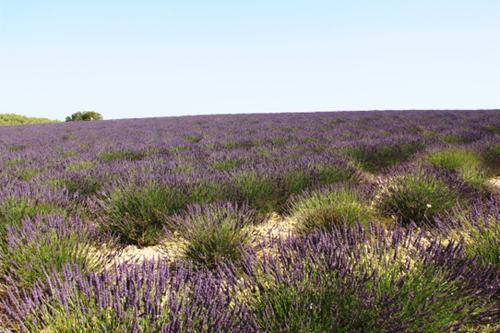 Le plateau de Valensole et ses champs de lavande, en fleurs à la mi-juin Le plateau de Valensole et ses champs de lavande, en fleurs à la mi-juin
