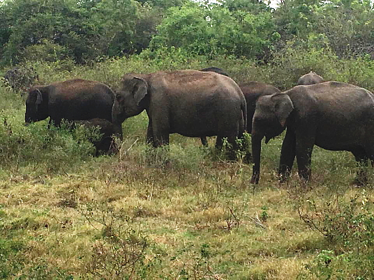 De retour du Sri Lanka : Club Med a fait vivre ses Circuits Découvertes à un groupe de partenaires du voyage