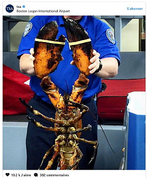 Un agent de sécurité attrappe un homard de 20 livres à l'aéroport de Boston 