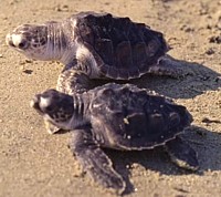 Relâcher des tortues à la Riviera Nayarit !