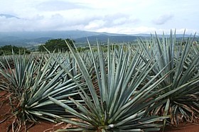 Les champs d'agave entourent toute la région de Tequila.