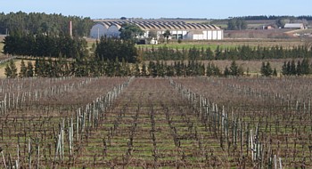 L’Uruguay : vins et ambiance balnéaire (reportage) L’Uruguay : vins et ambiance balnéaire (reportage)