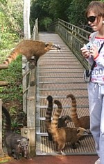 Rencontres assurées avec un de ses animaux fétiches : le raton coati Rencontres assurées avec un de ses animaux fétiches : le raton coati