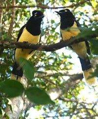 Un couple de Urracas Un couple de Urracas