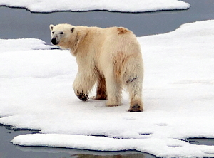 Svalbard : le bout du bout du monde… ! (reportage)