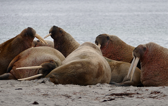 Svalbard : le bout du bout du monde… ! (reportage)