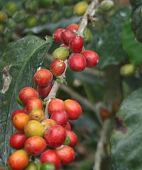 La Colombie, saveur café ! (reportage)