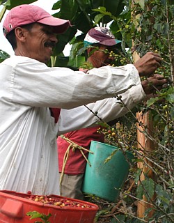 Au site de Recuca, on peut observer les cueilleurs de café.