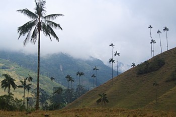 Dans la spectaculaire vallée de la Cocora, les montagnes sont couvertes d' une variété de palmiers géants qu' on ne trouve qu'en Colombie.