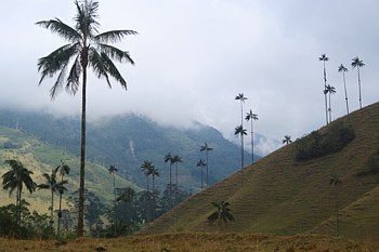 Dans la spectaculaire vallée de la Cocora, les montagnes sont couvertes d' une variété de palmiers géants qu' on ne trouve qu'en Colombie. Dans la spectaculaire vallée de la Cocora, les montagnes sont couvertes d' une variété de palmiers géants qu' on ne trouve qu'en Colombie.