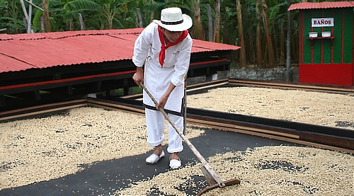 Le séchage du café (démontré au site de Recuca)