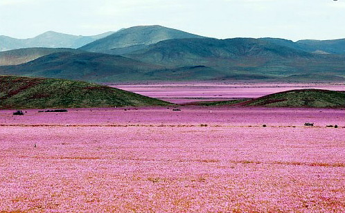 Quand le désert le plus aride du monde se met à fleurir Quand le désert le plus aride du monde se met à fleurir