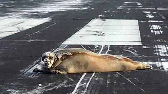 Un phoque se prélasse sur une piste d'aéroport