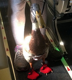 Delta Airlines va filtrer davantage les 'animaux de soutien' acceptés en cabine Delta Airlines va filtrer davantage les 'animaux de soutien' acceptés en cabine