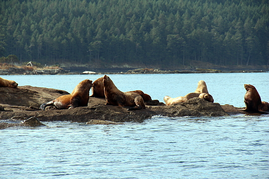 Excursions d'observations des baleines et des otaries