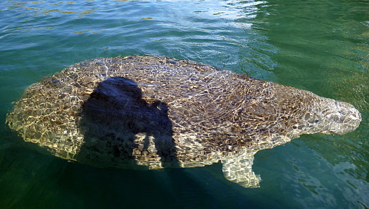 Observation en kayak