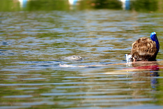 En apnée avec les lamentins à Homosassa Springs