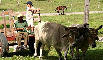 L’ Orient cubain : campagne, histoire et musique au diapason L’ Orient cubain : campagne, histoire et musique au diapason