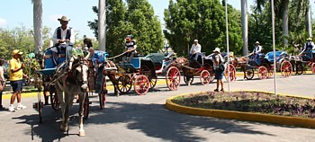 La marque de commerce de Bayamo ? Ses calèches, dans lesquelles ont paradé les journalistes. La marque de commerce de Bayamo ? Ses calèches, dans lesquelles ont paradé les journalistes.