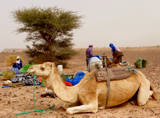 Maroc : Fascinante Marrakech, entre mer et désert