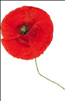 11 novembre, jour du souvenir... 11 novembre, jour du souvenir...