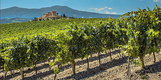 Un vignoble de Bordeaux. (Groupe CNW/Air Canada)