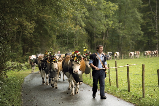 Désalpe des vaches à Charmey. Crédit photo : Suisse Tourisme/Gian Marco Castelberg & Maurice Haas