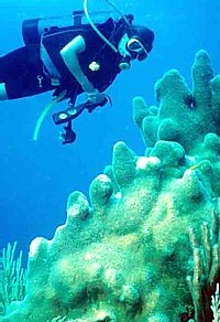 Triste perspective pour les amateurs de plongée : les récifs coralliens en danger