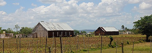 Les producteurs de tabac (ou vegueros) de la région de Pinar del Rio, souhaitent développer une route du tabac pour accueillir les visiteurs. Les producteurs de tabac (ou vegueros) de la région de Pinar del Rio, souhaitent développer une route du tabac pour accueillir les visiteurs.