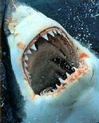 'Y a -t-il des requins ?' 'Y a -t-il des requins ?'