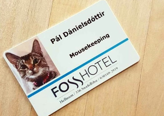 Un hôtel islandais recrute un chasseur de rongeurs Un hôtel islandais recrute un chasseur de rongeurs
