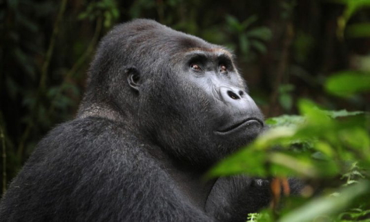 Crédit photo : parc national des Virunga