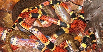 accouplement dans le Parc national de Carara, près de Puntarenas