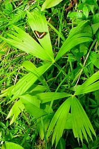 Une nouvelle formule pour découvrir le Costa Rica avec Canandès (suite) Une nouvelle formule pour découvrir le Costa Rica avec Canandès (suite)