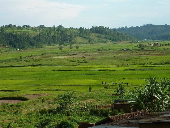 Rizière au Rwanda