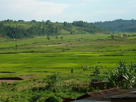 Rizière au Rwanda Rizière au Rwanda