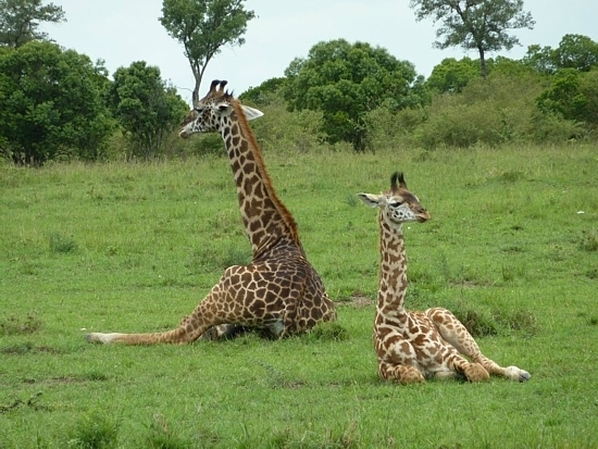 Girafes au Kenya