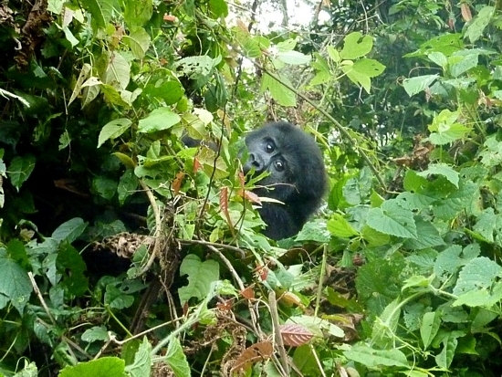 Gorilles de montagne en Ouganda