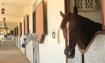 L'Académie équestre, qui loge plusieurs des chevaux de l'Emir.