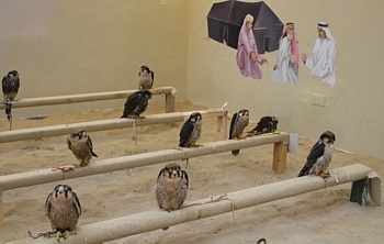 Le marché aux faucons, à l'entrée du Souk Wakif